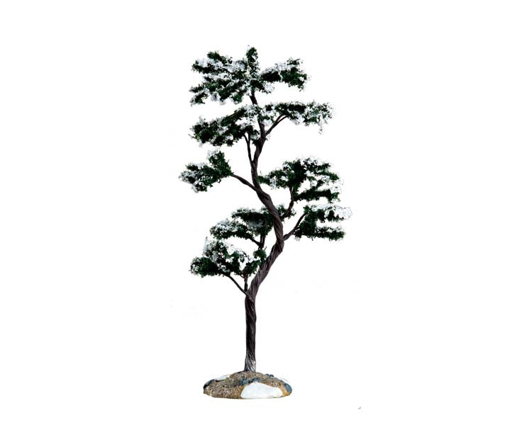 marcescent tree, large