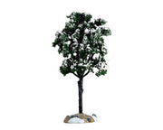 balsam fir tree, large