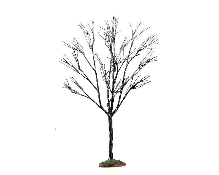 butternut tree, small
