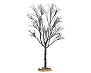butternut tree, large