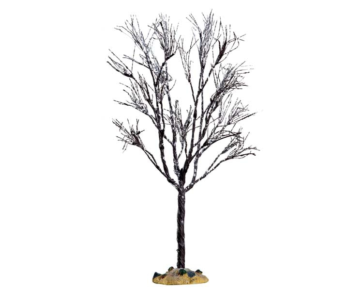 butternut tree, large