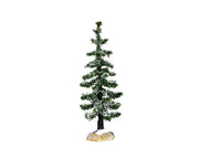 blue spruce tree, small