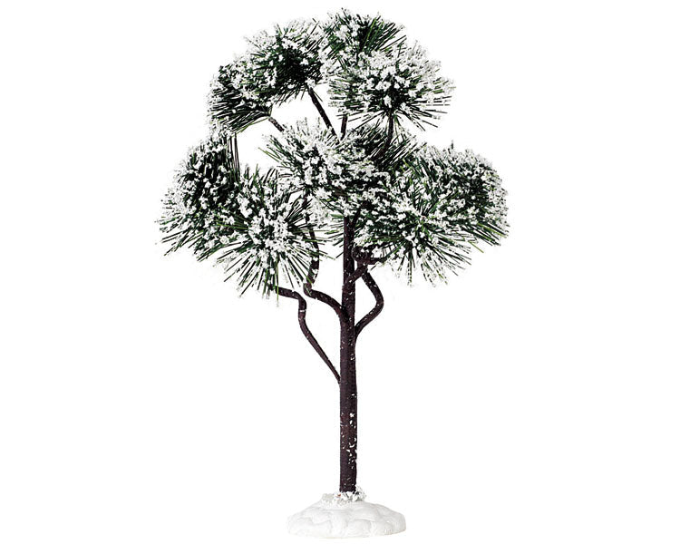 mountain pine, large