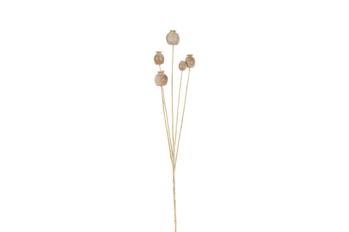 tak papaver bruin