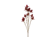 bloem eryngium fuchsia