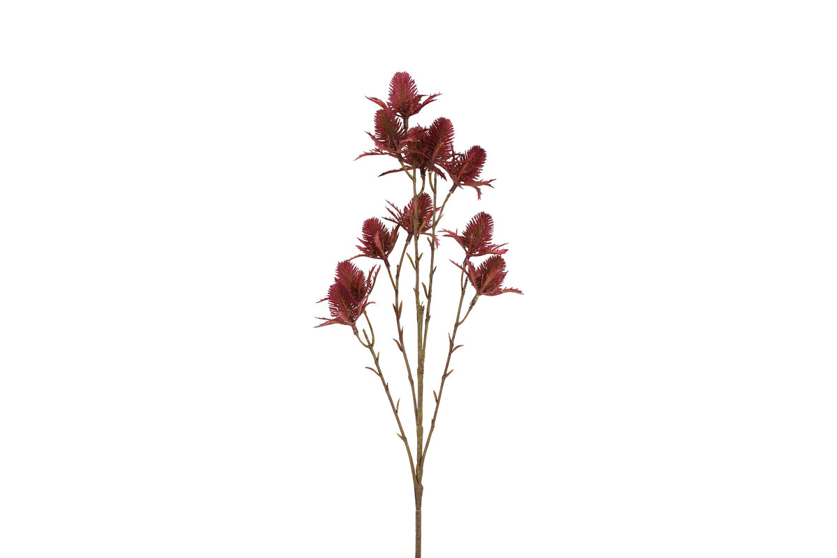 bloem eryngium fuchsia