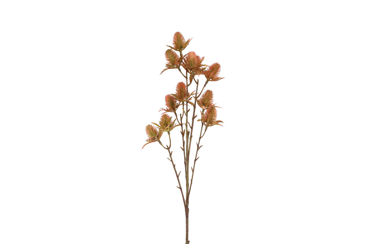 bloem eryngium oranje