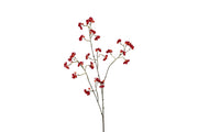 bloem euonymus rood