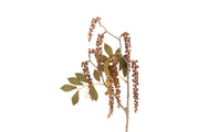 bloem phytolacca crème