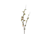 bloem eucalyptus corymbia gr