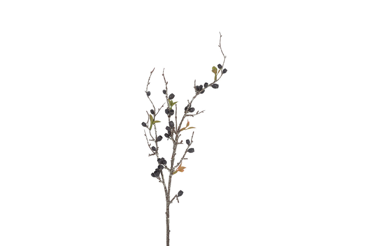 bloem eucalyptus corymbia zw