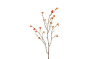 bes berberis l oranje