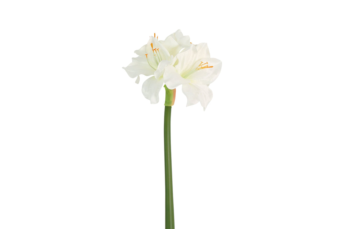 bloem amaryllis l wit