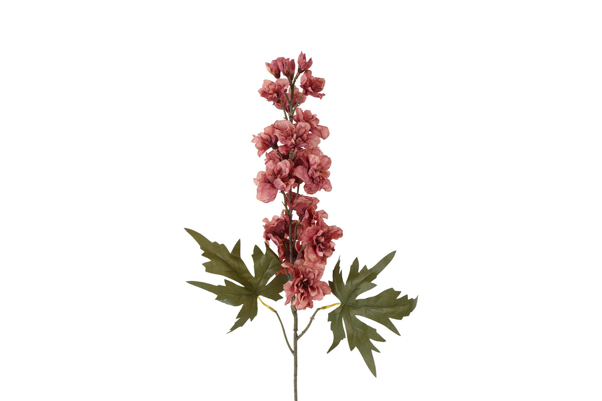 bloem delphinium miranda bordeaux