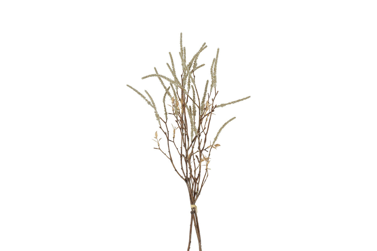 bundel corylus champagne