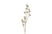 bloem echinops champagne