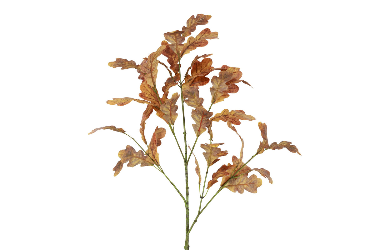 blad quercus rubra bruin