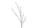 bloem salix groen