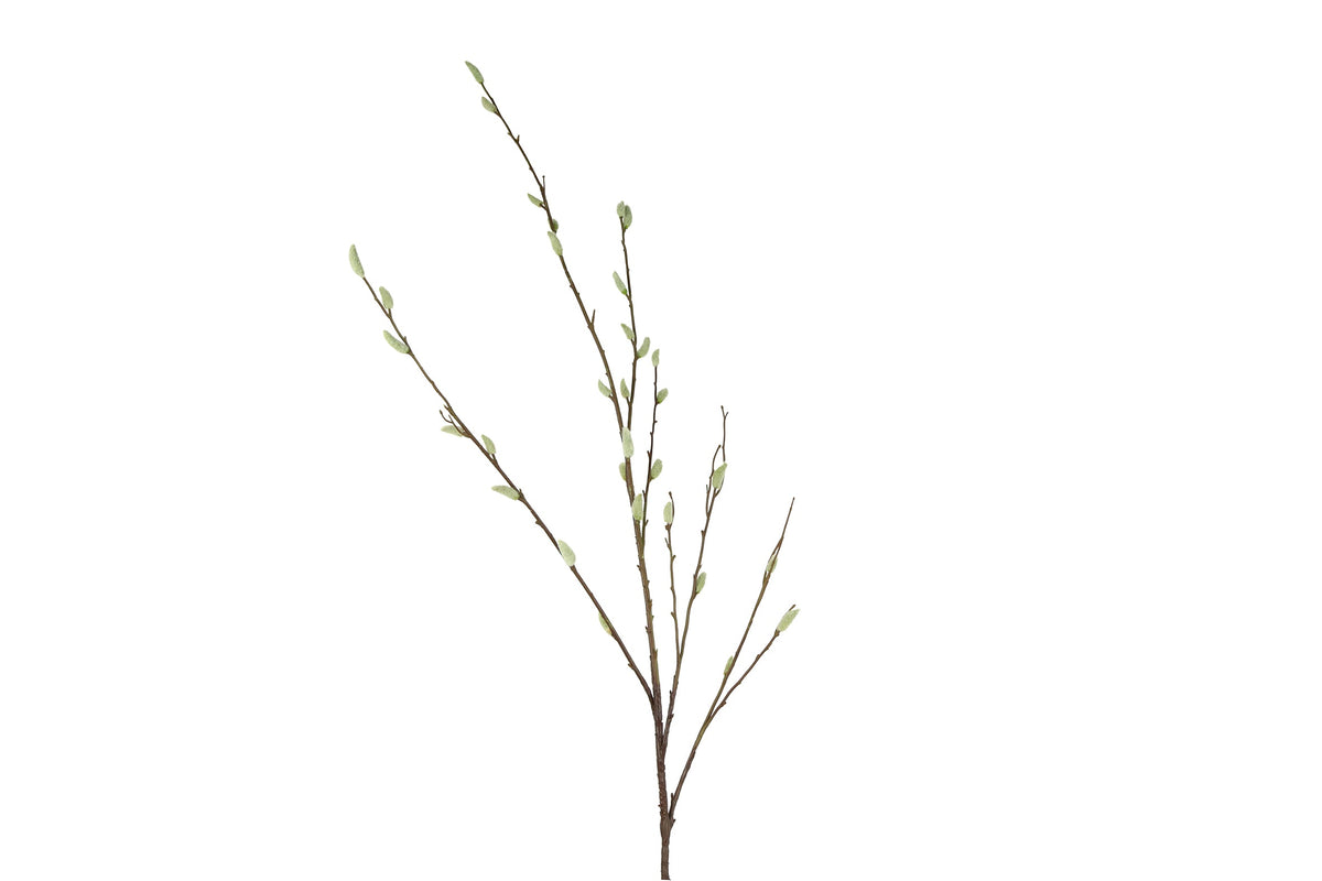 bloem salix groen