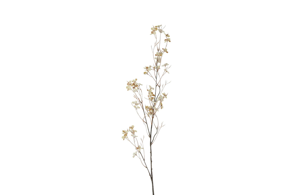 bloem prunus avium s crème