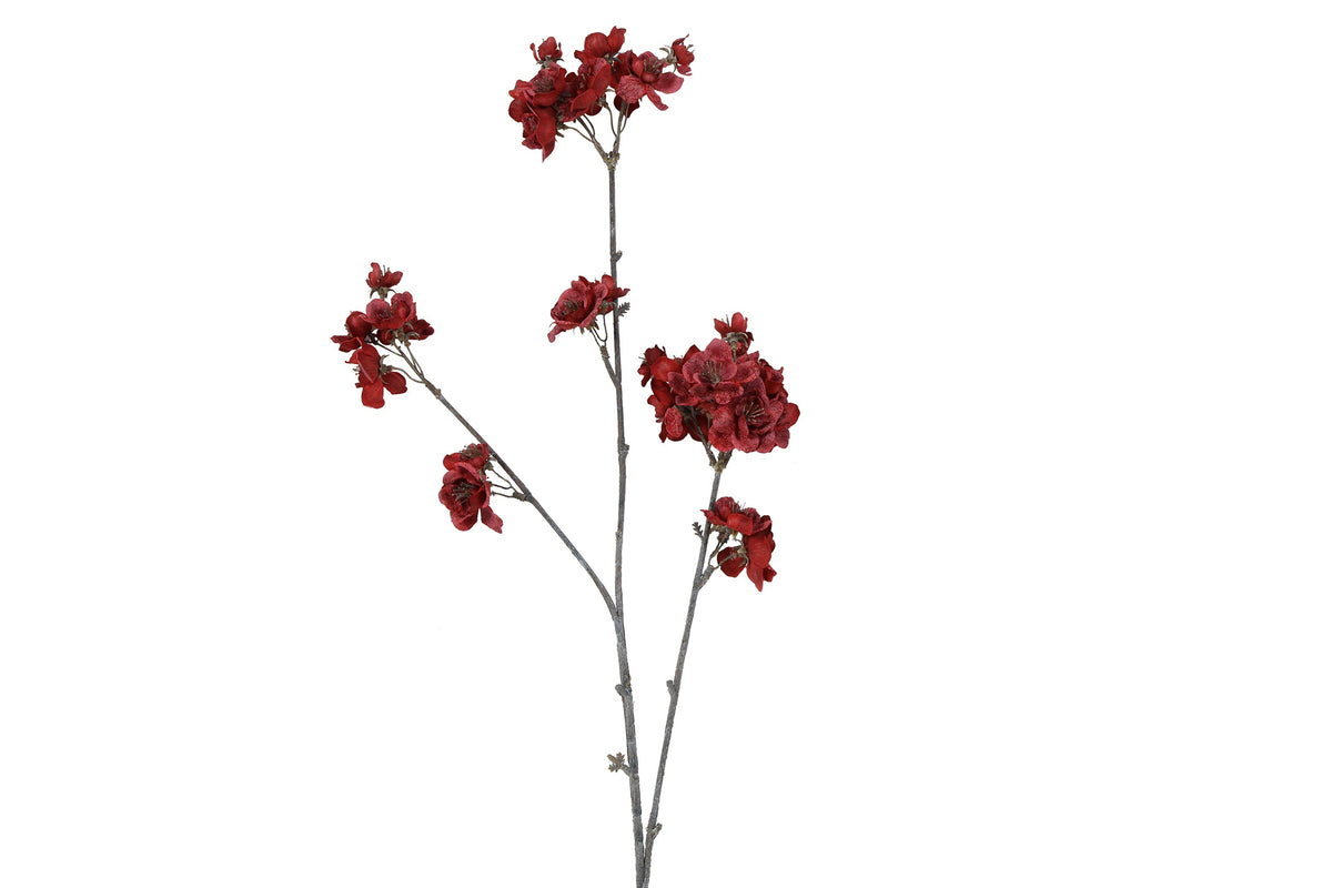 bloem prunus serrulata s rood