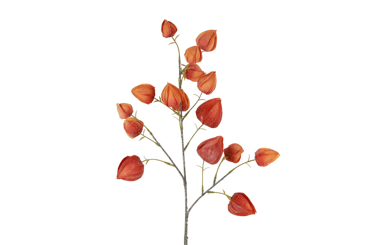bloem physalis rood