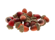 acorn 20pcs mixed colours