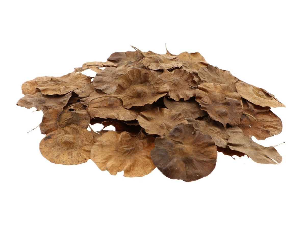 pradu leaf 50g l9w8h15 natural