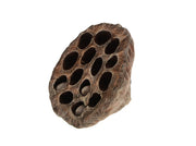 lotus large 8-10cm 1pc natural