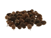 casuarina pods 40gr natural