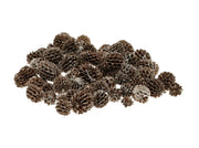 casuarina pods 40gr frosted