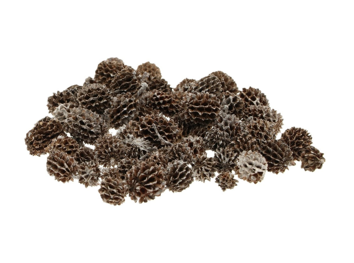 casuarina pods 40gr frosted
