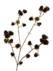 bramentak sm 76 cm black