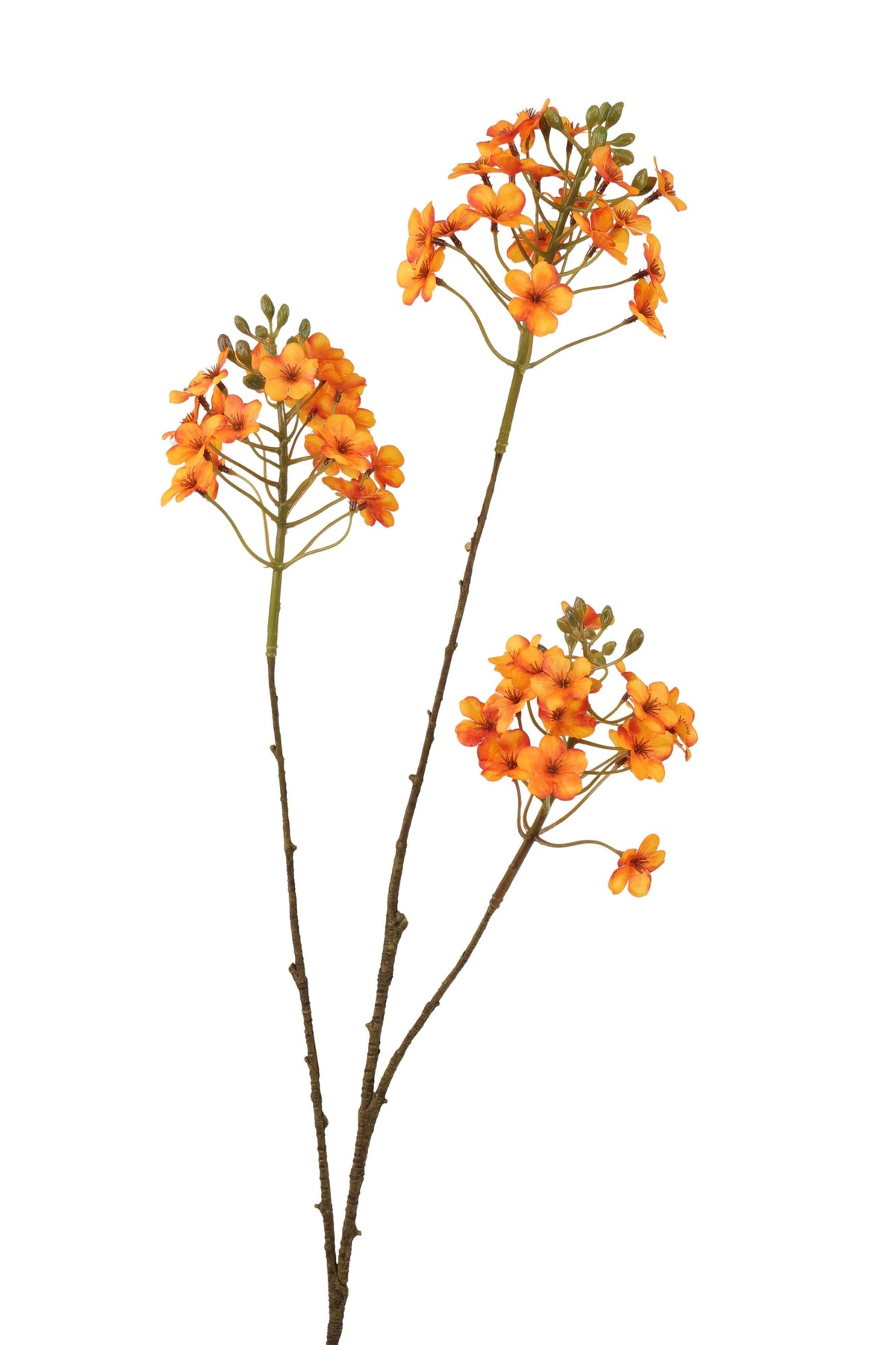 prunes x 3 80 cm oranje