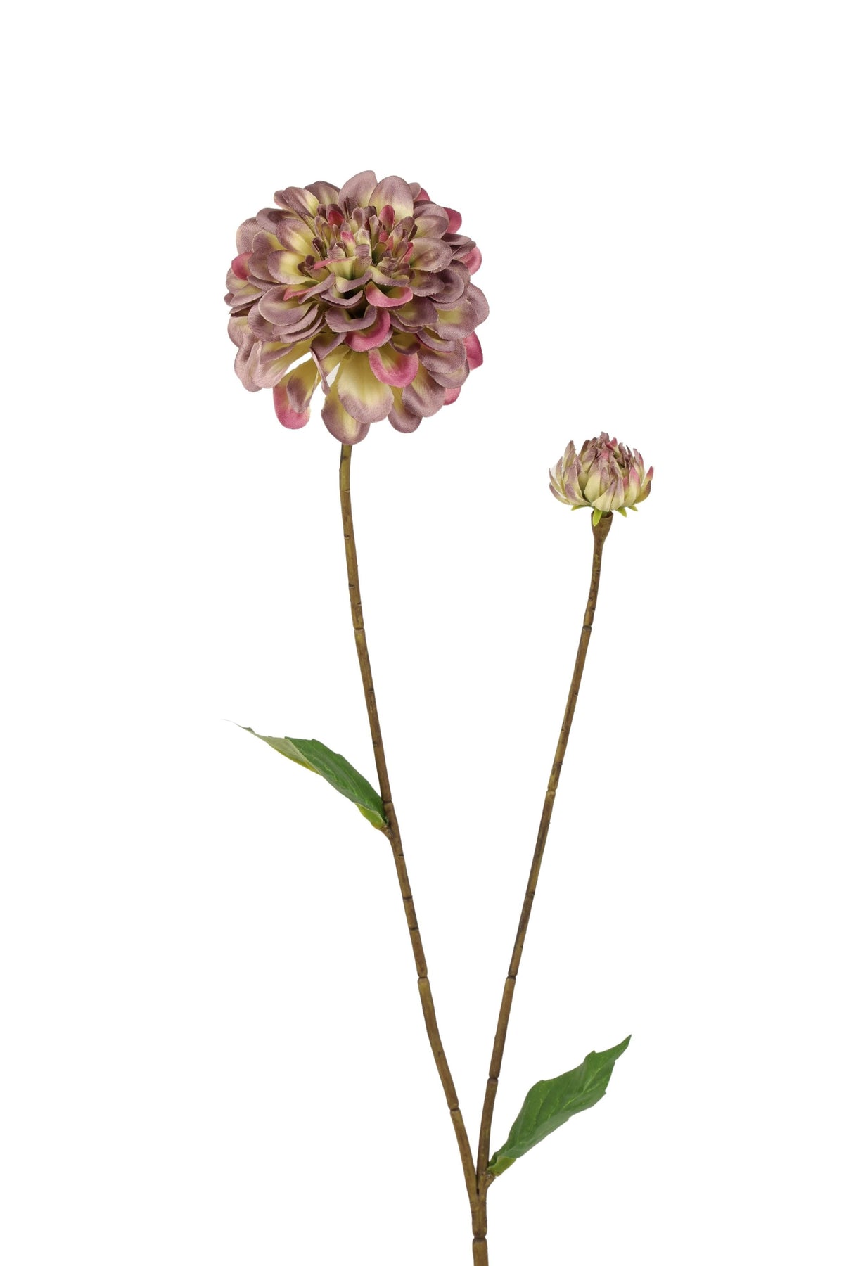dahlia sm x 2 73 cm gr/paars