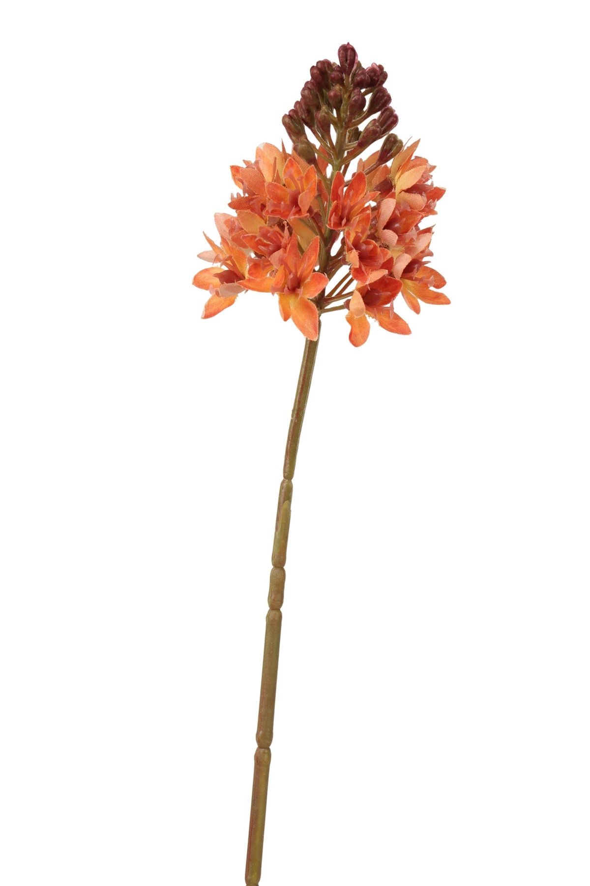 ornitigalum spray 72 cm orange