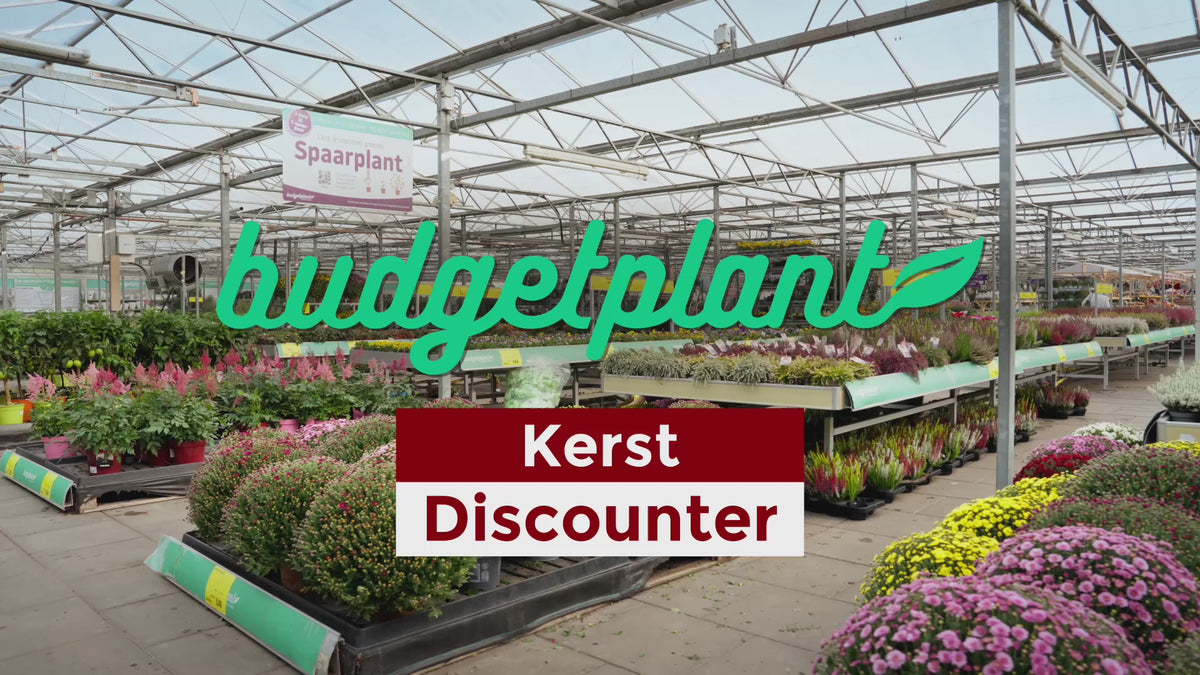 Video laden: 